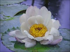 Lotosblume im See Lotosblume im See