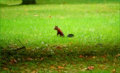 Eichhörnchen Eichhörnchen