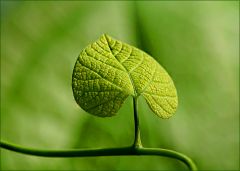 Grünes Blatt Grünes Blatt