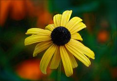 Sonnenhutblume im Oktober Sonnenhutblume im Oktober