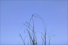 Gräser im Dezember Gräser im Dezember