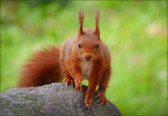 Eichhörnchen Eichhörnchen