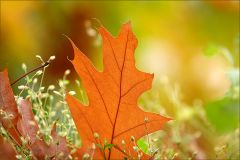 Blatt im Herbstlicht