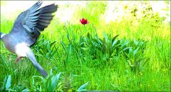 Taube im Vorbeiflug