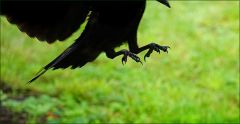 Rabe im Anflug Rabe im Anflug