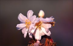 Blüten der Schneekirsche mit Raureif
