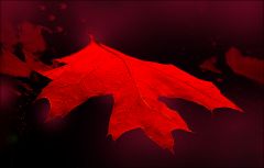 Rotes Blatt Rotes Blatt