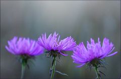Herbstastern im Morgennebel Herbstastern im Morgennebel