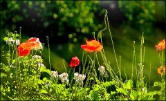Sommerwiese