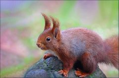 Eichhörnchen Eichhörnchen