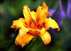 Lilienart