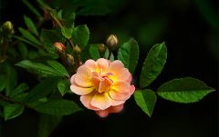 Rosenzweig