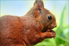 Eichhörnchen Eichhörnchen