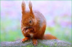 Eichhörnchen Eichhörnchen