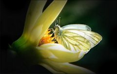 Kohlweissling in einer Dahlie / 2016