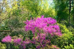 Energie des Frühlings