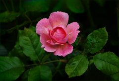 Kleine Rose Kleine Rose