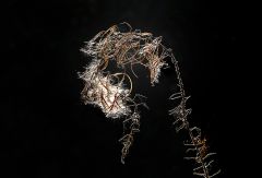 Verwelkt und vertrocknet