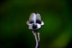 Verwelkte und vertrocknete Pflanze Verwelkte und vertrocknete Pflanze