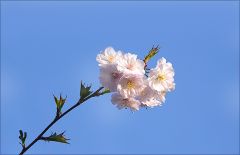 Blütenzweig Blütenzweig