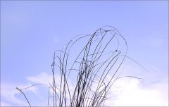 Gräser im Dezember Gräser im Dezember