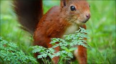 Eichhörnchen Eichhörnchen