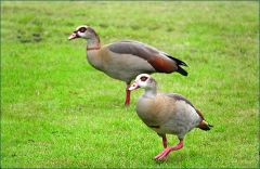 Zwei Nilgänse Zwei Nilgänse