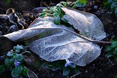 Leichter Raureif Leichter Raureif