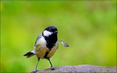 Meise mit einer sich ablösenden Feder Meise mit einer sich ablösenden Feder