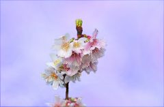 Blüten am Baum der Schneekirsche