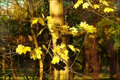 Letzte Blätter im Sonnenlicht Letzte Blätter im Sonnenlicht