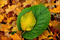 Herbstlaub Herbstlaub
