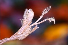 Verwelkte vertrocknete Pflanze Verwelkte vertrocknete Pflanze