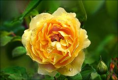 Teerose Teerose