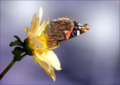 Admiralfalter in einer Dahlie