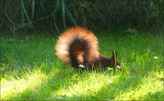Eichhörnchen Eichhörnchen