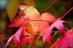 Herbstfarben Herbstfarben