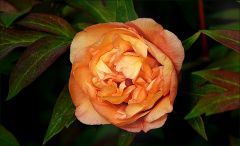 Pfingstrose Pfingstrose