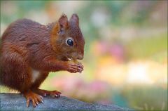 Eichhörnchen Eichhörnchen