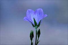 Glockenblume Glockenblume