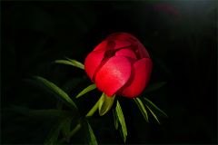 Pfingstrose Pfingstrose