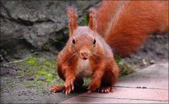 Eichhörnchen Eichhörnchen