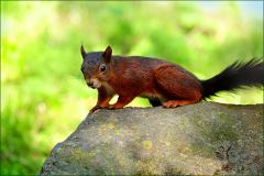 Eichhörnchen Eichhörnchen