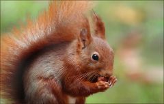 Eichhörnchen Eichhörnchen