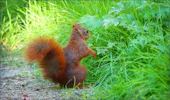 Eichhörnchen Eichhörnchen