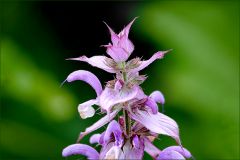 Muskatsalbei Muskatsalbei