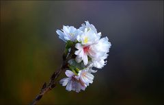 Baumblütenzweig im Dezember Baumblütenzweig im Dezember