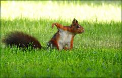 Eichhörnchen winkt
