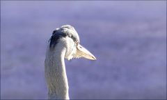 Fischreiher Fischreiher