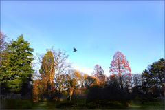 Morgensonne in den Bäumen